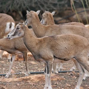 Cyprus Mouflon at Pafos Zoo 02/11/12