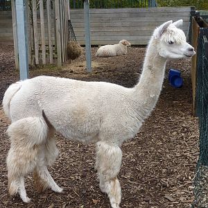 Retro alpaca, 6th November 2012.