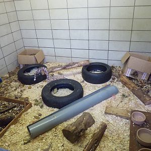 Ferret enclosure, 6th November 2012.