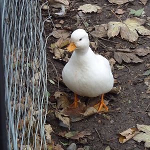 Call duck, 6th November 2012.