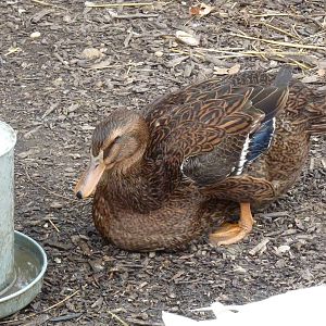Rouen duck, 6th November 2012.