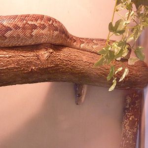 Cuban tree boa, 6th November 2012.