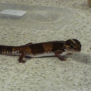 Fat-tailed gecko feeding, 6th November 2012.