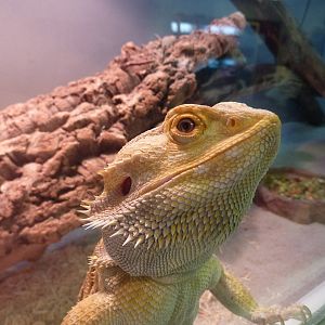 Bearded dragon, 6th November 2012.