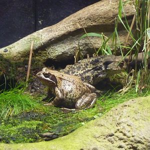 Common frog, common toad. 6th November 2012.