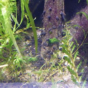 Enough tadpoles? 6th November 2012.