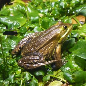 Pool frog, 6th November 2012.