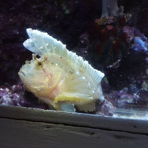 Leaf fish, 6th November 2012.