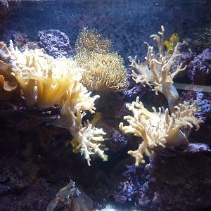 Frogfish tank, 6th November 2012.