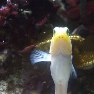 Yellow-headed jawfish, 6th November 2012.