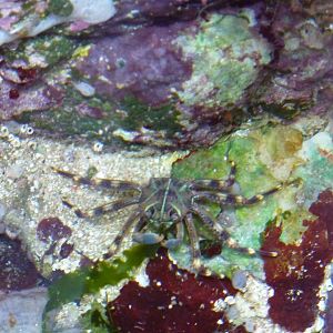 Sally Lightfoot crab, 6th November 2012.