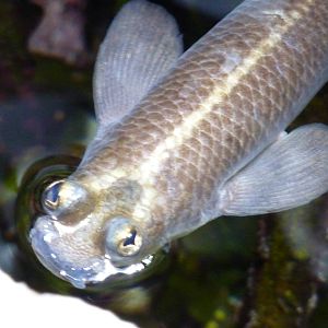 Anableps, 6th November 2012.