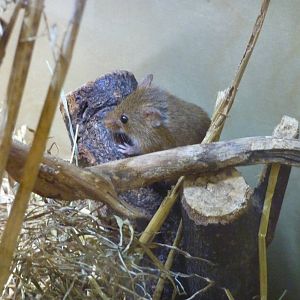 Harvest mouse, 6th November 2012.