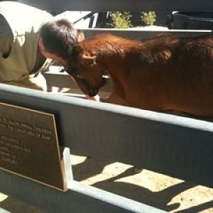 Myself bucking heads with fridge, one of our Oberhasli goats