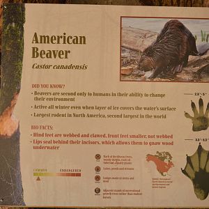 beaver sign