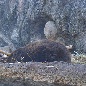 North American beaver