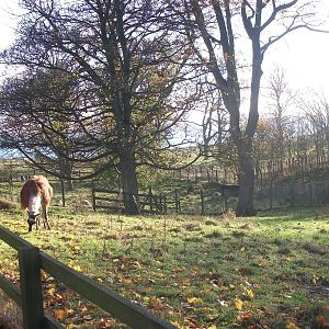 Sewerby Hall and Gardens, paddocks area 11th November 2012