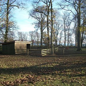 Sewerby Hall and Gardens, paddocks area 11th November 2012