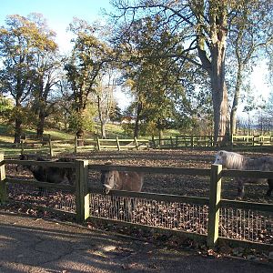 Sewerby Hall and Gardens, paddocks area 11th November 2012