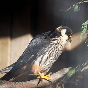 Hobby at Mablethorpe, 11/11/12
