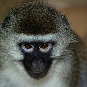 Vervet Monkey at Mablethorpe, 11/11/12