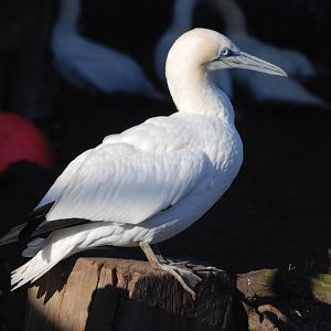 Northern Gannet at Mablethorpe, 11/11/12