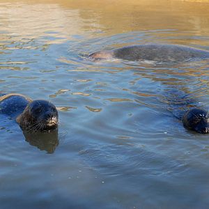 Seals at Mablethorpe, 11/11/12