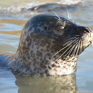 Common Seal at Mablethorpe, 11/11/12