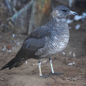 Arctic Skua at Mablethorpe, 11/11/12