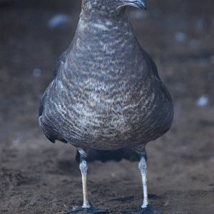 Arctic Skua at Mablethorpe, 11/11/12