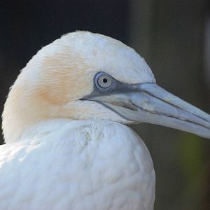 Northern Gannet at Mablethorpe, 11/11/12