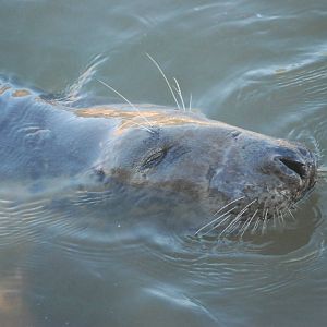 Grey Seal at Mablethorpe, 11/11/12