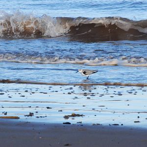 Sanderling at Mablethorpe, 11/11/12