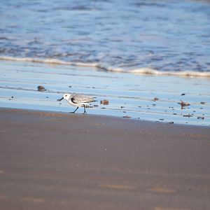 Sanderling at Mablethorpe, 11/11/12