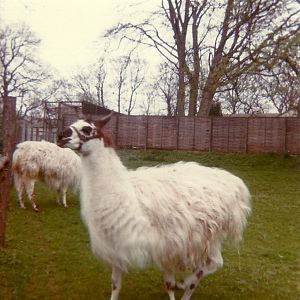 Sewerby Zoo 1976