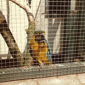 Sewerby Zoo 1976 or 1980