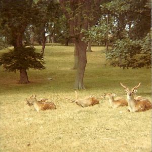 Sewerby Hall and Gardens 1976
