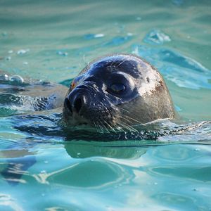 Hooded Seal at Skegness, 11/11/12