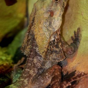 Frilled Lizard at Skegness, 11/11/12
