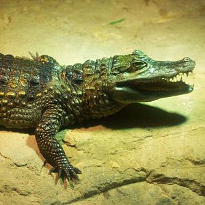 Spectacled Caiman at Skegness, 11/11/12