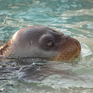Hooded Seal at Skegness, 11/11/12
