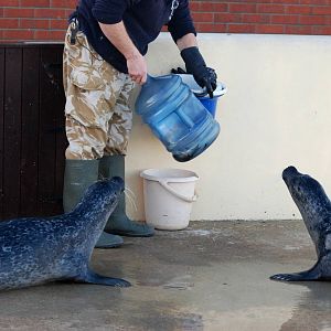 Common Seals at Skegness, 11/11/12