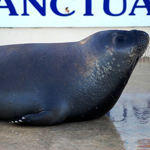 Hooded Seal at Skegness, 11/11/12