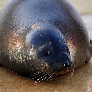 Hooded Seal at Skegness, 11/11/12