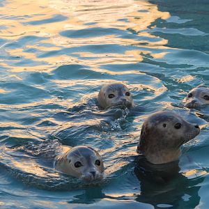 Common Seal Youngsters at Skegness, 11/11/12