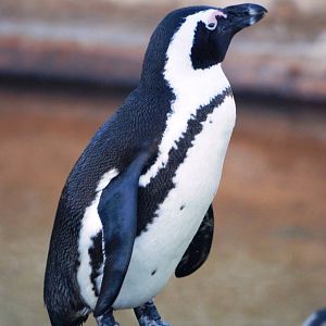 Black-footed Penguin at Skegness, 11/11/12