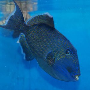 Blue Triggerfish at Skegness, 11/11/12