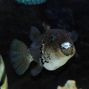 Mappa Pufferfish at Skegness, 11/11/12