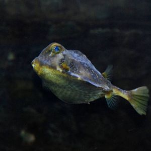 Humpback Turretfish at Skegness, 11/11/12