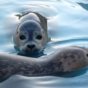 Common Seal Youngsters at Skegness, 11/11/12